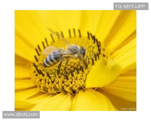 世界蜜蜂大赛盛况空前蜜蜂产业助力生态与经济双丰收